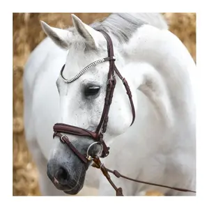 Riding bridles Kavalkade Everness image-1