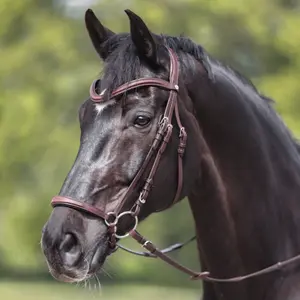 Bridon équitation anatomique hanovrienne Kavalkade Everado image-2