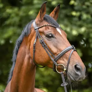 Frontal pour cheval Kavalkade Splendid image-3