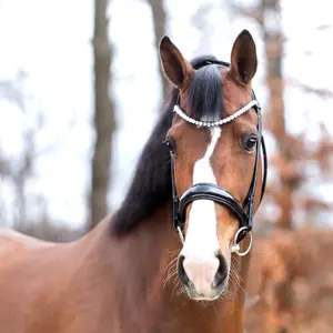 Frontal pour cheval Kavalkade Floretta image-1