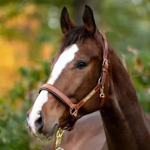 Bocca per cavallo Kavalkade Cinta image-1