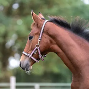 Kantar dla źrebiąt i roczniaków Kavalkade image-1