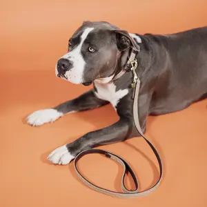 Geflochtene Nylon-Hundeleine Kentucky 200 cm image-1