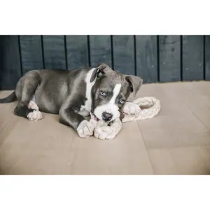 Hondenspeelgoed Kentucky Dogwear Cotton Rope 8 Loop image-2
