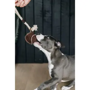 Hundespielzeug Kentucky Dogwear Cotton Rope Baseball image-1