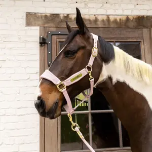 Cabestro de nylon Kentucky Horsewear image-2