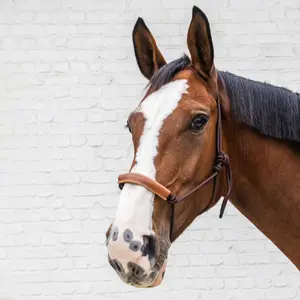 Licol pour cheval en corde Kentucky Horsewear image-2