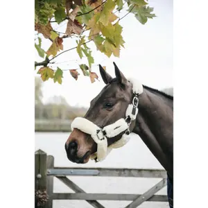 Têtière pour licol de transport mouton  Kentucky image-2