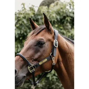 Anatomical leather halter Kentucky image-3