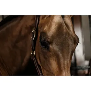 Anatomical leather halter Kentucky image-2