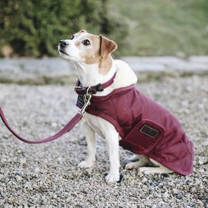 Trela para cão em nylon trançado Kentucky 120 cm image-1