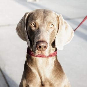 Trela para cão em nylon trançado Kentucky 120 cm image-2