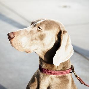 Trela para cão em nylon trançado Kentucky 120 cm image-3