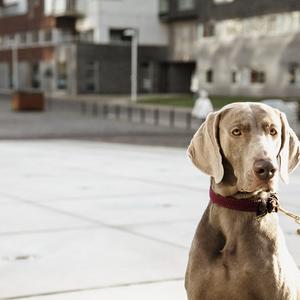 Trela para cão em nylon trançado Kentucky 120 cm image-4