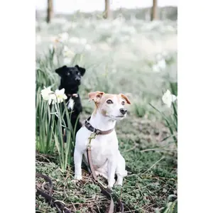 Laisse pour chien Kentucky Velvet image-1