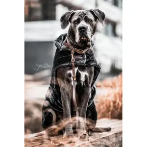 Laisse pour chien Kentucky Velvet image-2