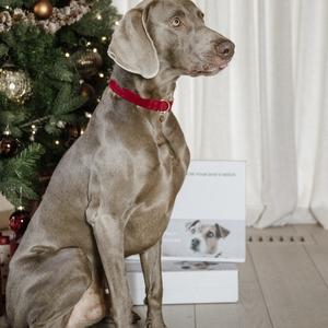 Collier pour chien Kentucky Corduroy image-2