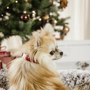 Collier pour chien Kentucky Corduroy image-3