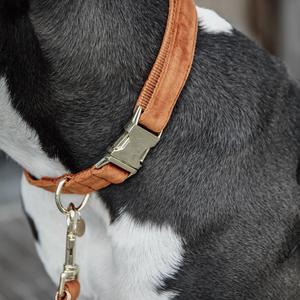 Hundhalsband Kentucky Velvet image-3