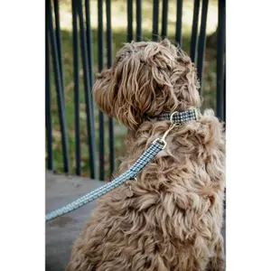 Houndstooth dog leash Kentucky image-2