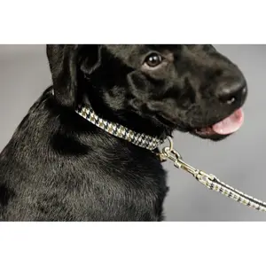 Houndstooth dog leash Kentucky image-4