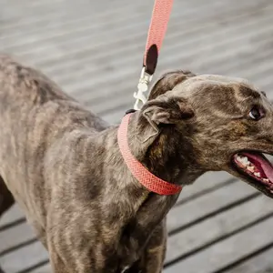 Collier pour chien Kentucky Jacquard image-3