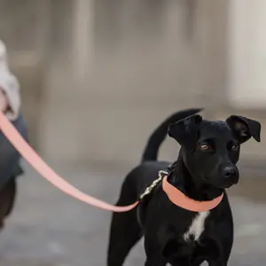 Collier pour chien Kentucky Jacquard image-1