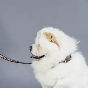 Handmade beaded dog leash Kentucky 250cm image-1