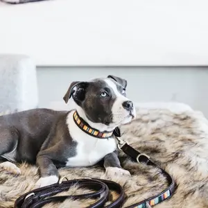Handmade beaded dog leash Kentucky 250cm image-1
