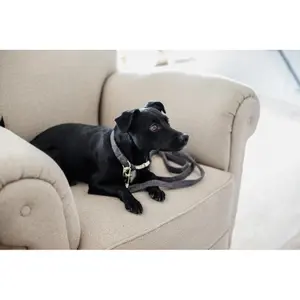 Lange hondenriem Kentucky Wool image-1