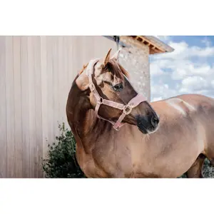 Licol pour cheval polaire Kentucky Teddy image-1