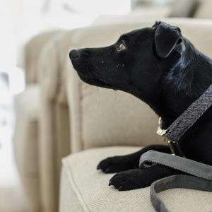 Hundhalsband Kentucky Wool image-2