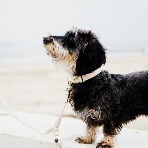 Hundhalsband Kentucky Wool image-3