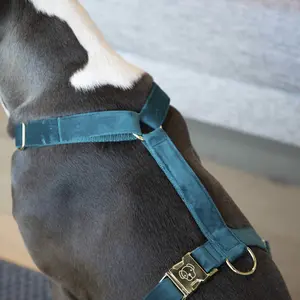 Harnais pour chien Kentucky Loop Velvet image-1