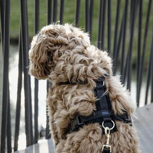 Active dog harness Kentucky Velvet image-1