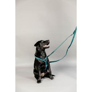 Dog leash Kentucky Velvet image-2