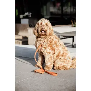 Laisse pour chien Kentucky Velvet image-2