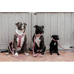 Hundhalsband i fleece Kentucky Teddy image-1