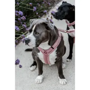 Arnés para perro de Forro polar Kentucky Active Teddy image-1