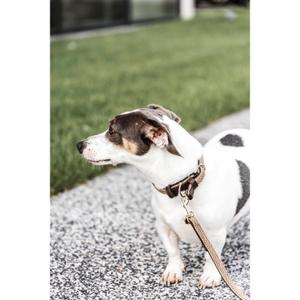 Hundeleine aus geflochtenem Nylon Kentucky 120 cm image-2