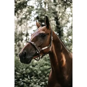 Leather halter for flexible horse Kentucky image-1