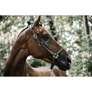 Leather halter for flexible horse Kentucky image-4