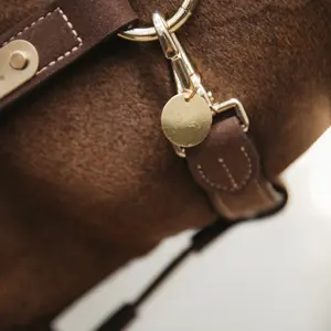 Conjunto de 10 medalhas Kentucky image-1