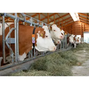 Nummerplaatje voor opvouwbare halsband Kerbl (x6) image-2