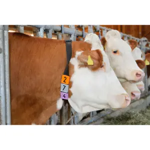 Nummerplaatje voor opvouwbare halsband Kerbl (x6) image-3