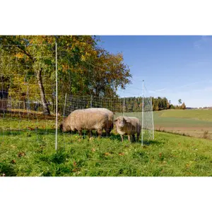 Netto Kerbl image-1
