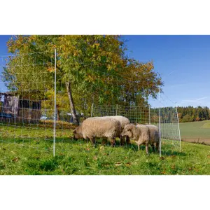 Netto Kerbl image-2