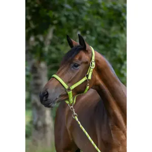 Halter for horse Kerbl Mustang image-1