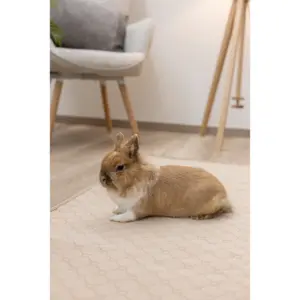 Absorberande och tvättbar hundmatta Kerbl image-3