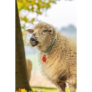 Link collar Kerbl image-2